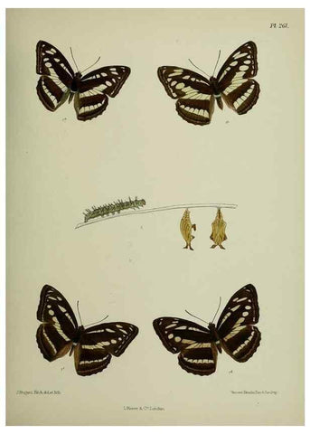 Reproducción/Reproduction 40226251695: Lepidoptera indica.. London,1890-1913.. 