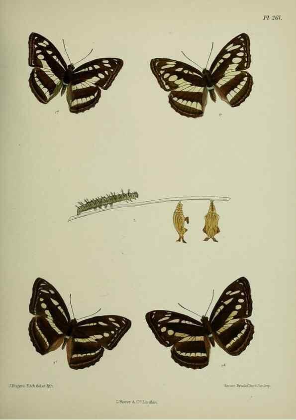Reproducción/Reproduction 40226251695: Lepidoptera indica.. London,1890-1913.. 