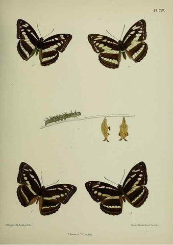 Reproducción/Reproduction 40226251695: Lepidoptera indica.. London,1890-1913.. 