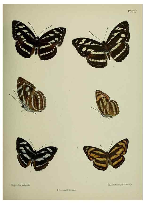 Reproducción/Reproduction 27248116888: Lepidoptera indica.. London,1890-1913.. 