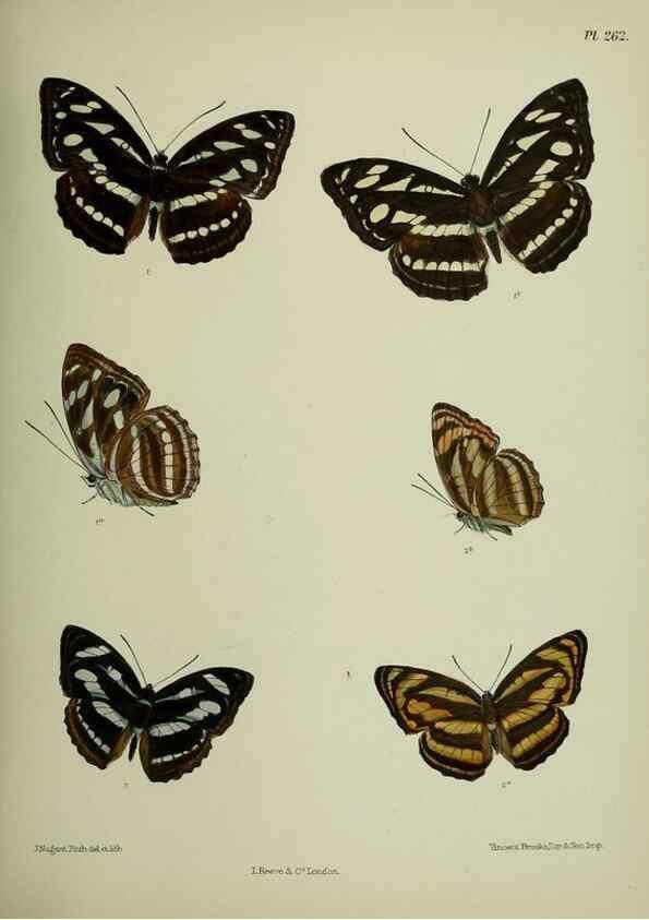 Reproducción/Reproduction 27248116888: Lepidoptera indica.. London,1890-1913.. 