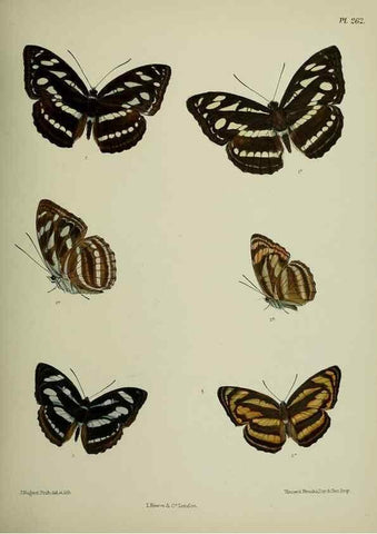 Reproducción/Reproduction 27248116888: Lepidoptera indica.. London,1890-1913.. 