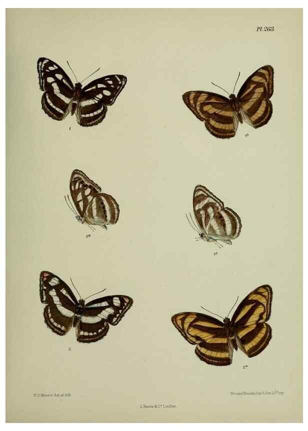 Reproducción/Reproduction 40410323054: Lepidoptera indica.. London,1890-1913.. 