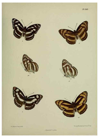 Reproducción/Reproduction 40410323054: Lepidoptera indica.. London,1890-1913.. 