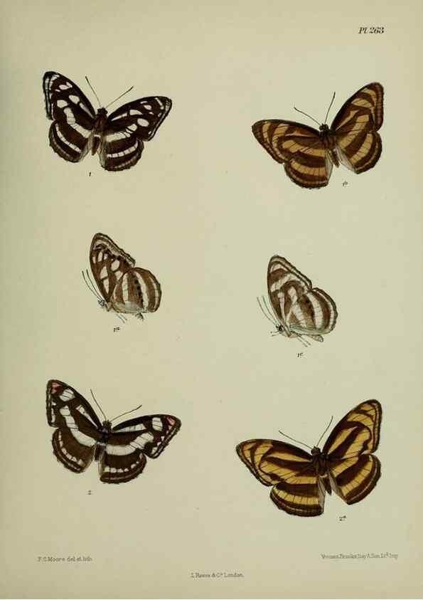 Reproducción/Reproduction 40410323054: Lepidoptera indica.. London,1890-1913.. 