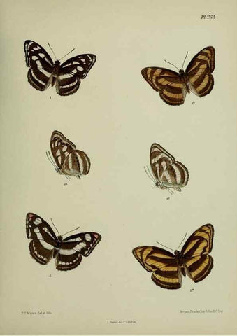 Reproducción/Reproduction 40410323054: Lepidoptera indica.. London,1890-1913.. 