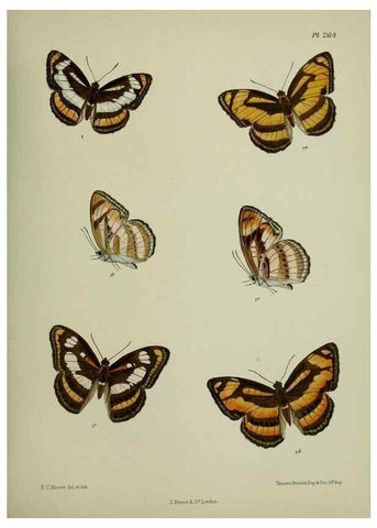 Reproducción/Reproduction 40410325194: Lepidoptera indica.. London,1890-1913.. 