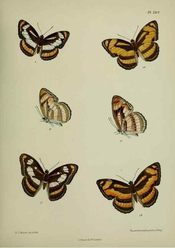 Reproducción/Reproduction 40410325194: Lepidoptera indica.. London,1890-1913.. 