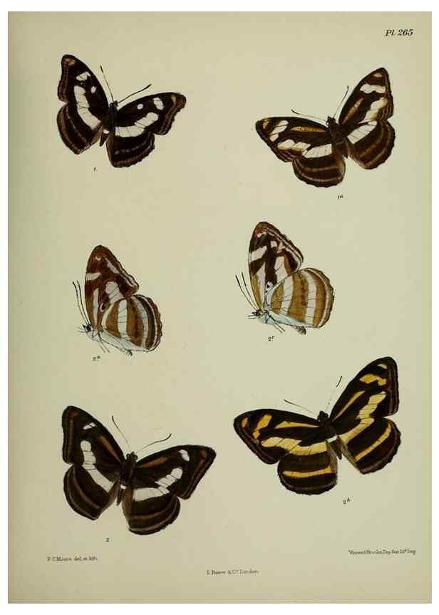 Reproducción/Reproduction 40410327764: Lepidoptera indica.. London,1890-1913.. 