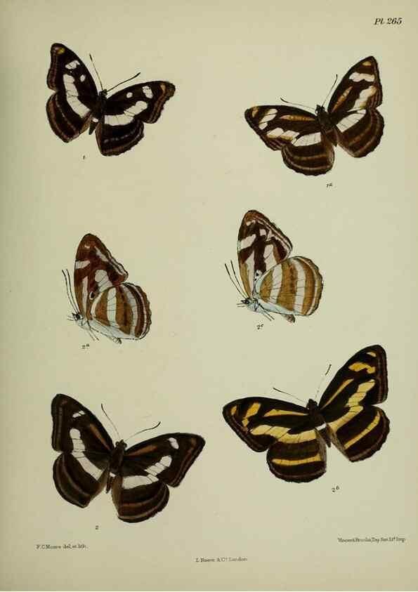 Reproducción/Reproduction 40410327764: Lepidoptera indica.. London,1890-1913.. 