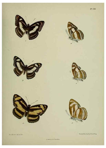 Reproducción/Reproduction 26249704207: Lepidoptera indica.. London,1890-1913.. 