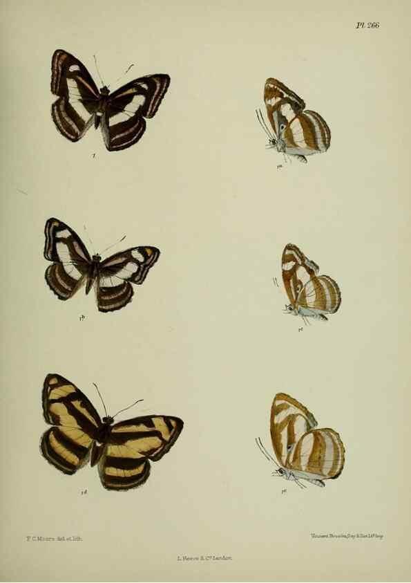 Reproducción/Reproduction 26249704207: Lepidoptera indica.. London,1890-1913.. 