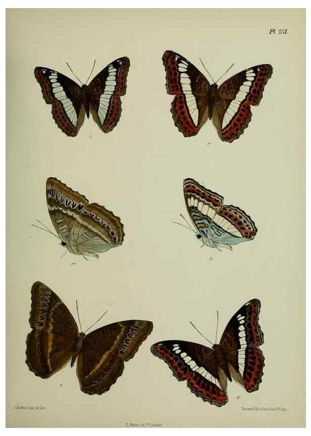 Reproducción/Reproduction 27248063828: Lepidoptera indica.. London,1890-1913.. 