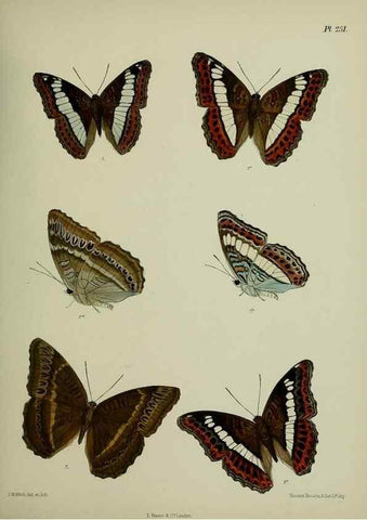 Reproducción/Reproduction 27248063828: Lepidoptera indica.. London,1890-1913.. 