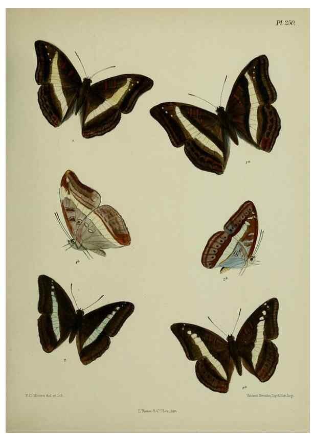 Reproducción/Reproduction 39312077310: Lepidoptera indica.. London,1890-1913.. 