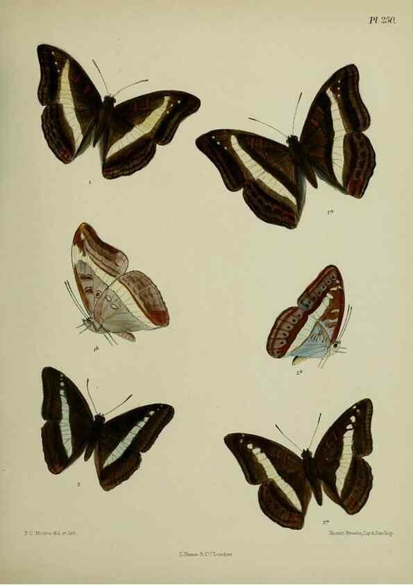 Reproducción/Reproduction 39312077310: Lepidoptera indica.. London,1890-1913.. 