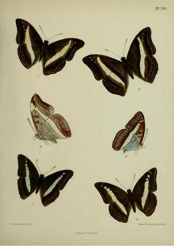 Reproducción/Reproduction 39312077310: Lepidoptera indica.. London,1890-1913.. 