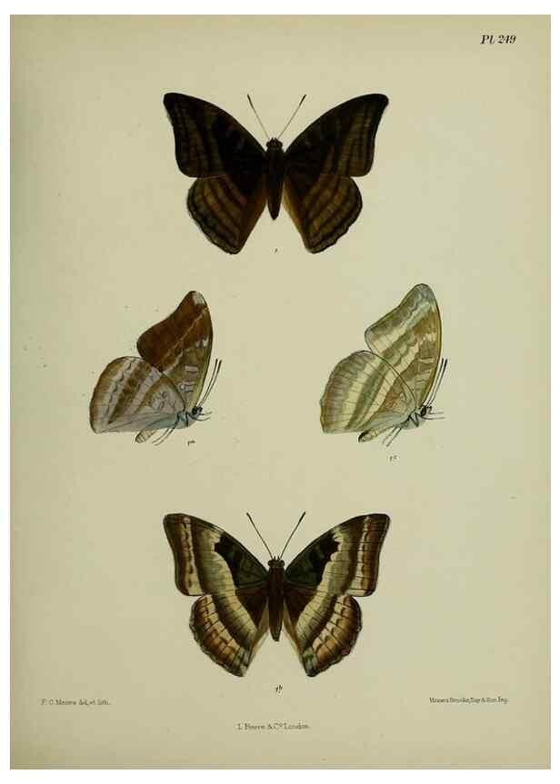Reproducción/Reproduction 41077592902: Lepidoptera indica.. London,1890-1913.. 