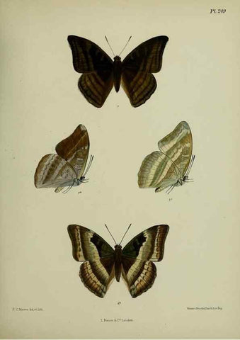 Reproducción/Reproduction 41077592902: Lepidoptera indica.. London,1890-1913.. 