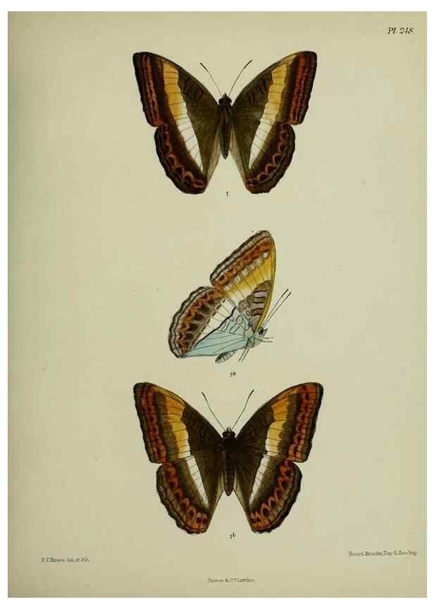 Reproducción/Reproduction 27248058008: Lepidoptera indica.. London,1890-1913.. 