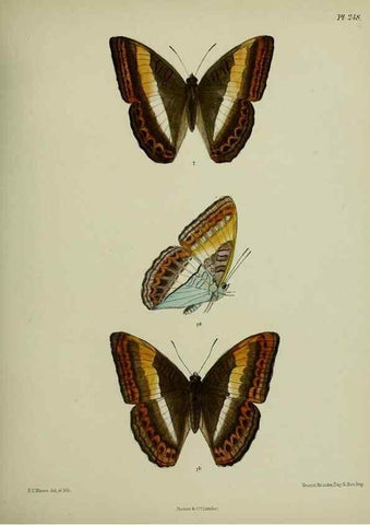 Reproducción/Reproduction 27248058008: Lepidoptera indica.. London,1890-1913.. 