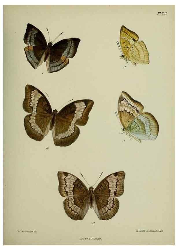 Reproducción/Reproduction 39312030460: Lepidoptera indica.. London,1890-1913.. 