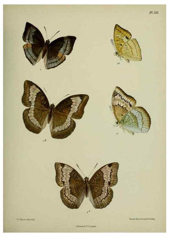 Reproducción/Reproduction 39312030460: Lepidoptera indica.. London,1890-1913.. 