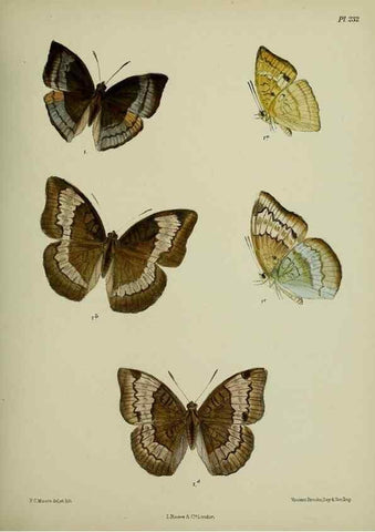 Reproducción/Reproduction 39312030460: Lepidoptera indica.. London,1890-1913.. 