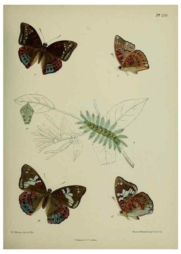 Reproducción/Reproduction 26249585727: Lepidoptera indica.. London,1890-1913.. 