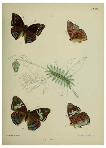 Reproducción/Reproduction 26249585727: Lepidoptera indica.. London,1890-1913.. 