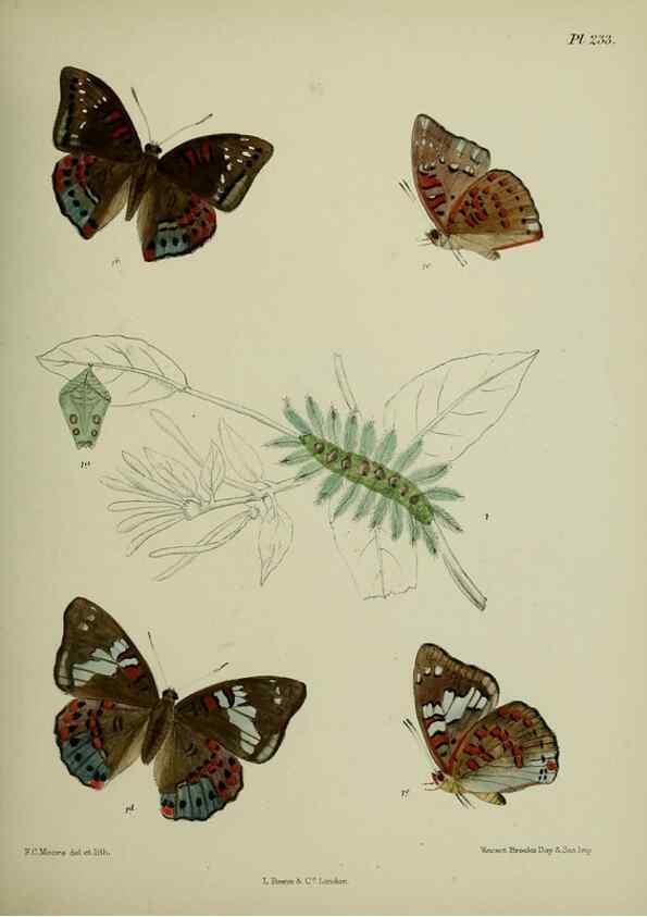 Reproducción/Reproduction 26249585727: Lepidoptera indica.. London,1890-1913.. 