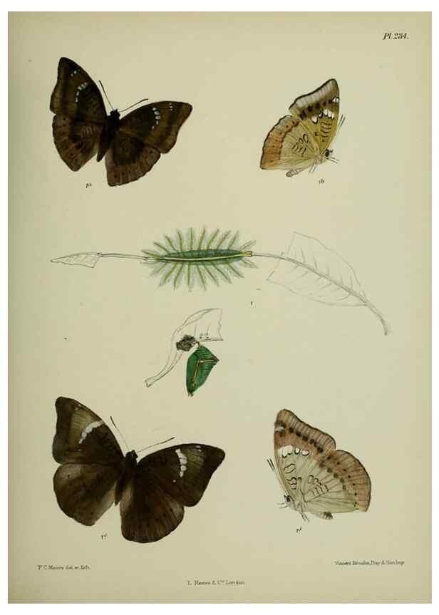 Reproducción/Reproduction 40226173775: Lepidoptera indica.. London,1890-1913.. 