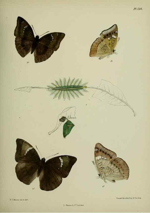 Reproducción/Reproduction 40226173775: Lepidoptera indica.. London,1890-1913.. 