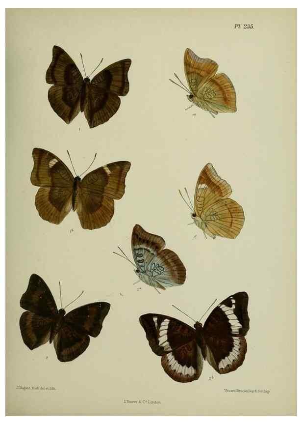 Reproducción/Reproduction 41077566172: Lepidoptera indica.. London,1890-1913.. 