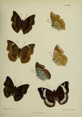 Reproducción/Reproduction 41077566172: Lepidoptera indica.. London,1890-1913.. 