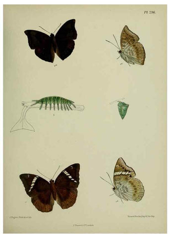 Reproducción/Reproduction 39312041270: Lepidoptera indica.. London,1890-1913.. 