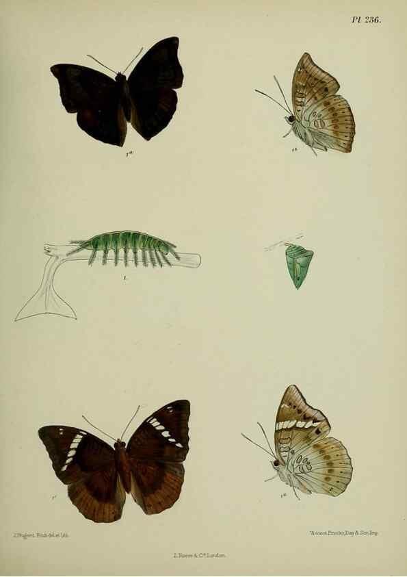 Reproducción/Reproduction 39312041270: Lepidoptera indica.. London,1890-1913.. 