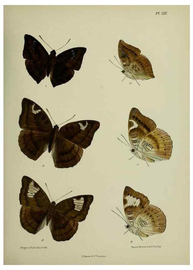 Reproducción/Reproduction 26249597347: Lepidoptera indica.. London,1890-1913.. 