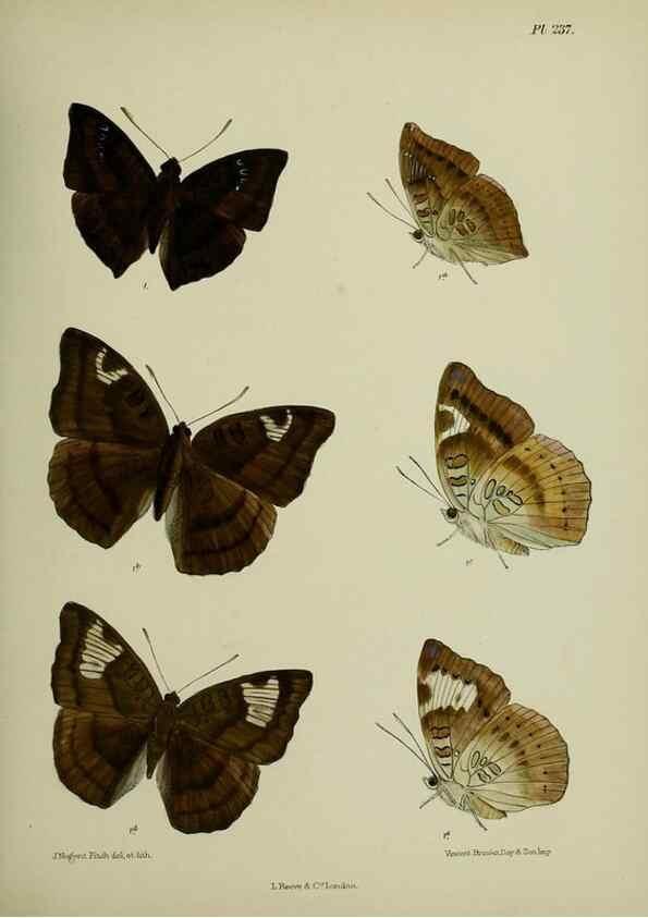 Reproducción/Reproduction 26249597347: Lepidoptera indica.. London,1890-1913.. 