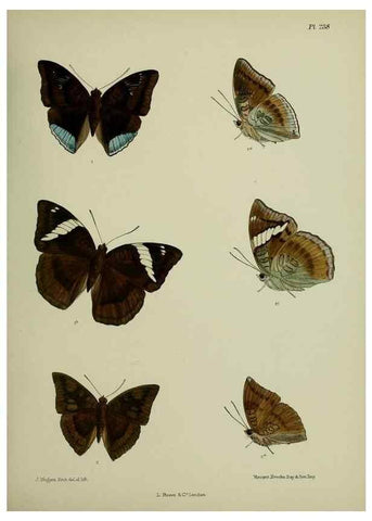 Reproducción/Reproduction 41120796511: Lepidoptera indica.. London,1890-1913.. 