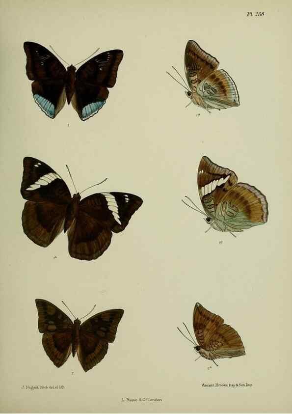 Reproducción/Reproduction 41120796511: Lepidoptera indica.. London,1890-1913.. 