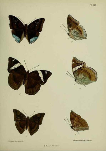 Reproducción/Reproduction 41120796511: Lepidoptera indica.. London,1890-1913.. 