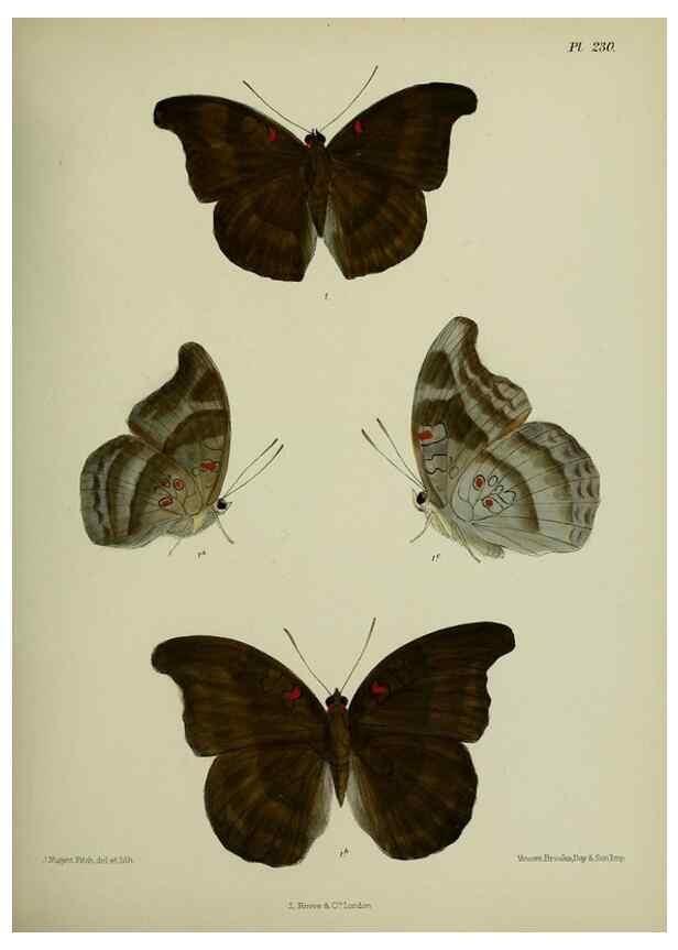 Reproducción/Reproduction 40410225944: Lepidoptera indica.. London,1890-1913.. 