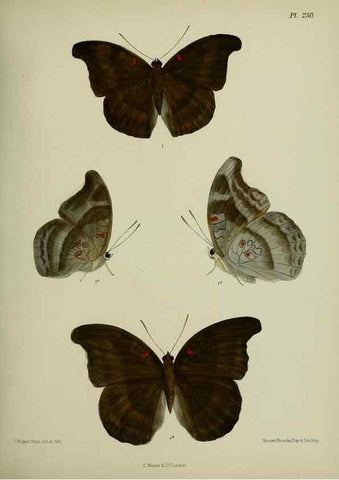 Reproducción/Reproduction 40410225944: Lepidoptera indica.. London,1890-1913.. 