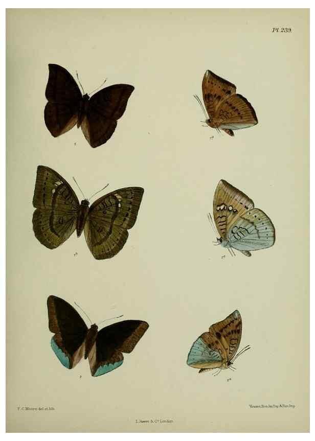 Reproducción/Reproduction 26249603377: Lepidoptera indica.. London,1890-1913.. 