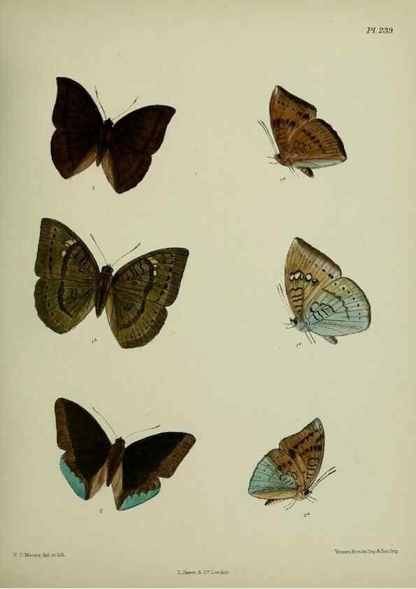 Reproducción/Reproduction 26249603377: Lepidoptera indica.. London,1890-1913.. 