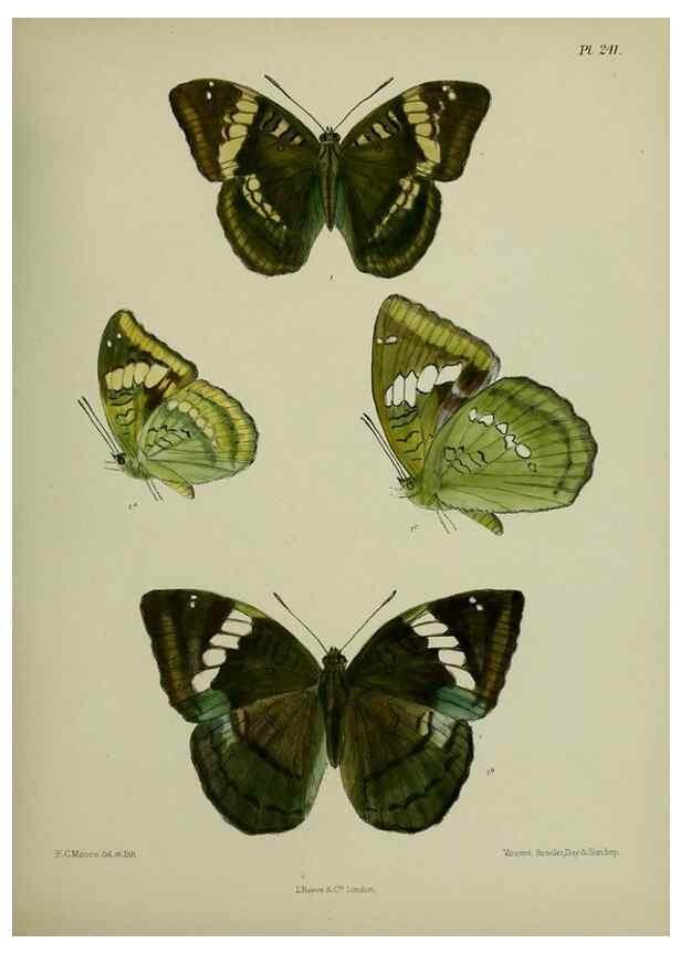 Reproducción/Reproduction 40410255014: Lepidoptera indica.. London,1890-1913.. 