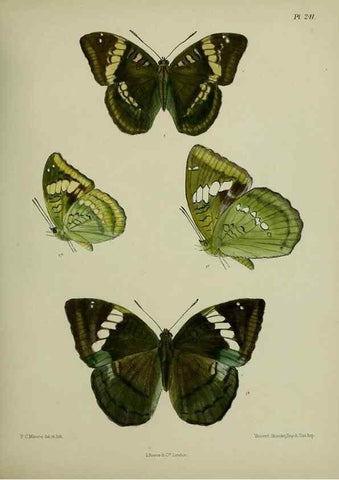 Reproducción/Reproduction 40410255014: Lepidoptera indica.. London,1890-1913.. 
