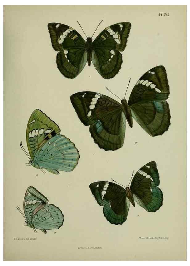 Reproducción/Reproduction 26249613607: Lepidoptera indica.. London,1890-1913.. 