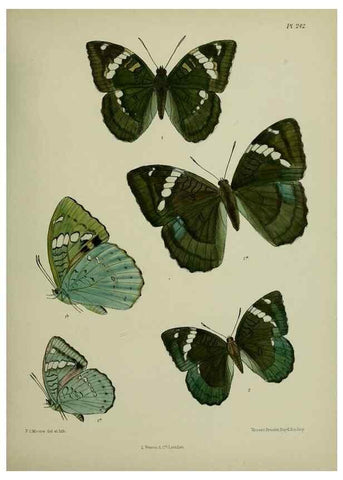 Reproducción/Reproduction 26249613607: Lepidoptera indica.. London,1890-1913.. 